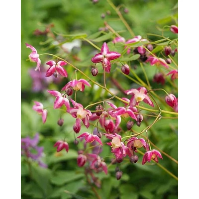 Epimedium x rubrum – Tündérvirág, püspöksüveg