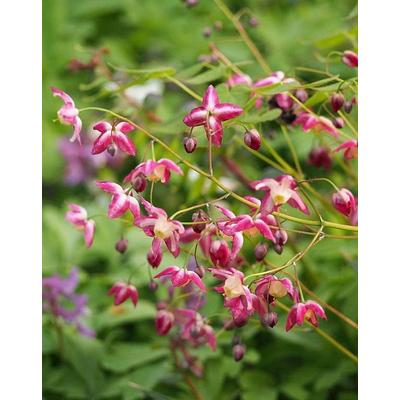 Epimedium x rubrum – Tündérvirág, püspöksüveg