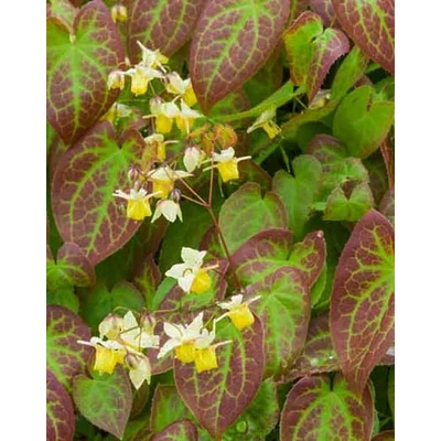 Epimedium x versicolor 'Sulphureum' – Kénsárga püspöksüveg, tündérvirág