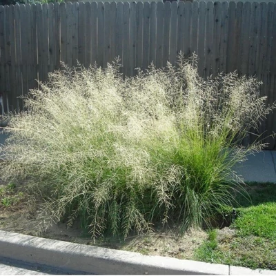 Eragrostis curvula – Tőtippan