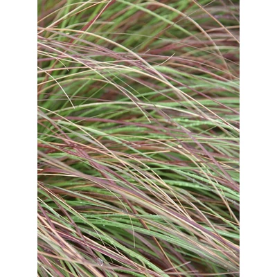 Eragrostis curvula 'Totnes Burgundy' – Tőtippan