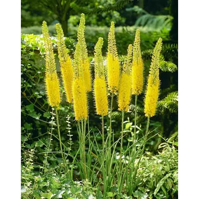 Eremurus – Korbácsliliom