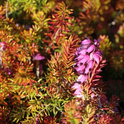 Erica carnea 'Antje' – Hanga
