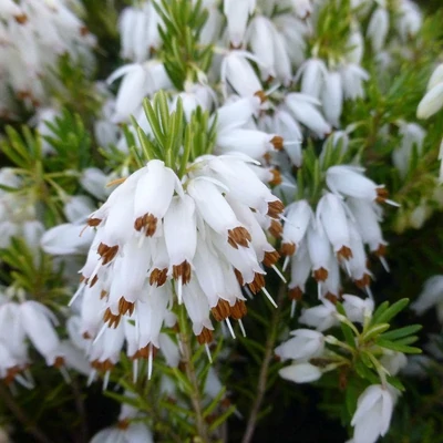 Erica carnea 'Wintersnow' – Hanga