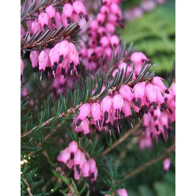 Erica carnea/darleyensis 'Kramer's Rote' – Örökzöld hanga (piros)