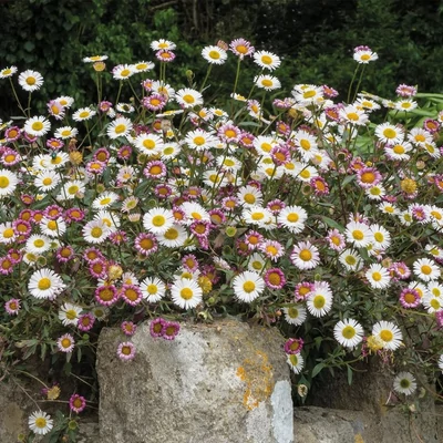 Erigeron karvinskianus – Spanyol küllőrojt