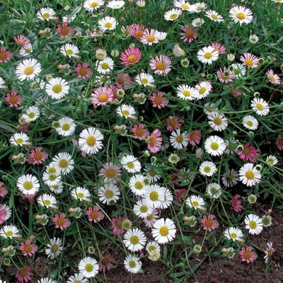 Erigeron karwinskiana 'Blütenmeer' – Spanyol küllőrojt