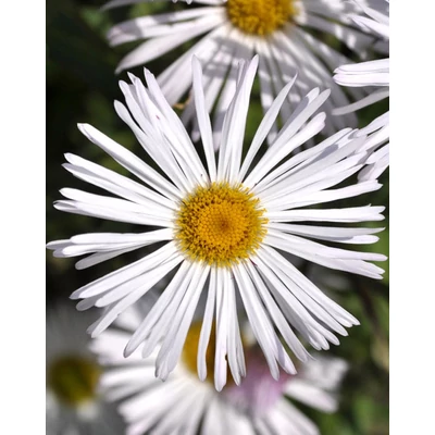 Erigeron 'Sommerneuschnee' – Küllőrojt