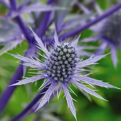 Eryngium planum – Kék iringó