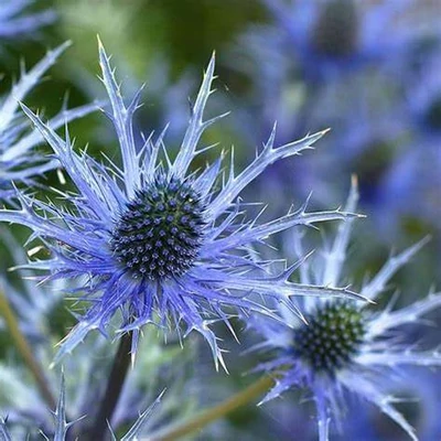 Eryngium 'Lapis Blue' – Kék iringó