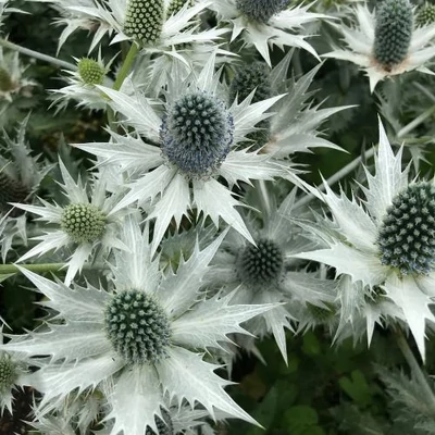Eryngium 'Magical White Lagoon'® – Iringó