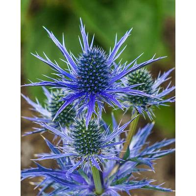 Eryngium planum 'Blue Hobbit' – Kék iringó