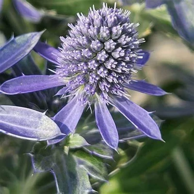 Eryngium planum 'Grumpy' – Kék iringó