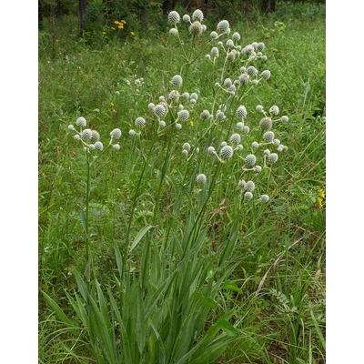 Eryngium yuccifolium – Pálmaliliom levelű iringó