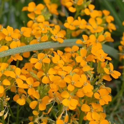 Erysimum pulchellum 'Altgold' – Csinos repcsény