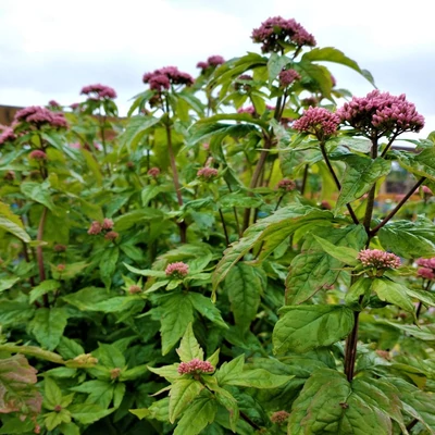 Eupatorium purpureum 'Atropurpureum' – Vörös sédkender