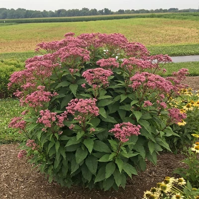 Eupatorium purpureum 'Ruby' – Vörös sédkender