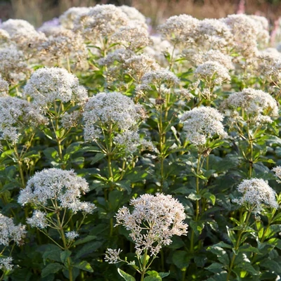 Eupatorium purpureum 'Snowball' – Vörös sédkender
