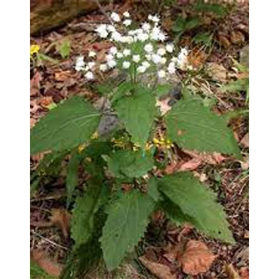 Eupatorium rugosum – Sédkender