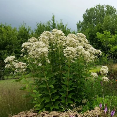 Eupatorium rugosum 'Snowball' – Sédkender