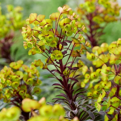Euphorbia hybrida 'Miners Merlot' – Kutyatej