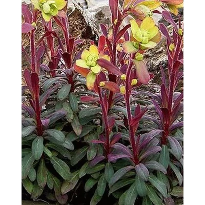 Euphorbia amygdaloides 'Purpurea' – Erdei kutyatej