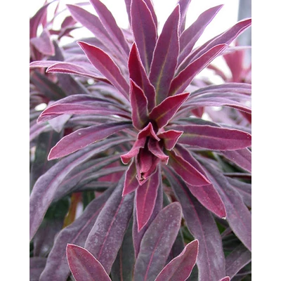 Euphorbia amygdaloides 'Walberton's Ruby Glow' – Erdei kutyatej