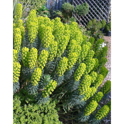 Euphorbia characias subsp. wulfenii – Sűrűlevelű kutyatej