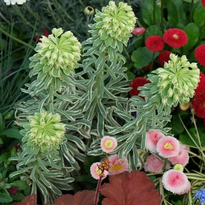 Euphorbia characias 'Silver Swan' (syn.: 'Wilcott') – Sűrűlevelű kutyatej