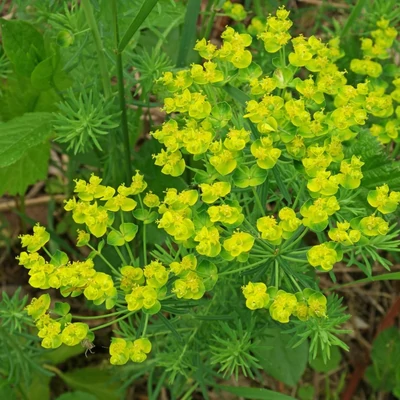 Euphorbia cyparissias – Farkas kutyatej