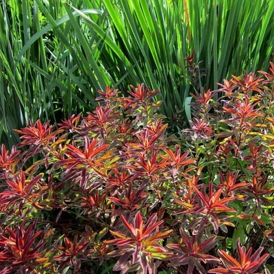 Euphorbia epithymoides 'Bonfire' – Színeváltó Kutyatej