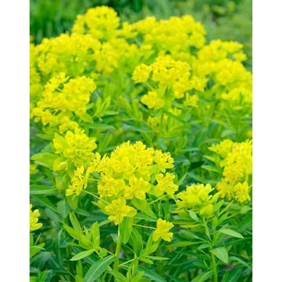 Euphorbia palustris – Mocsári kutyatej