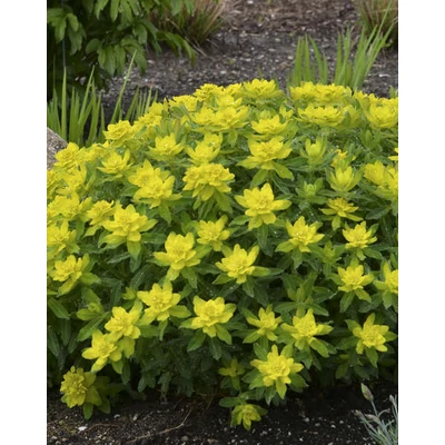 Euphorbia polychroma – Színeváltó kutyatej
