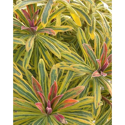 Euphorbia x martinii 'Ascot Rainbow' – Színeváltó kutyatej