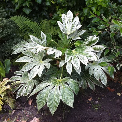 Fatsia japonica 'Spider's Web' – Szobaarália