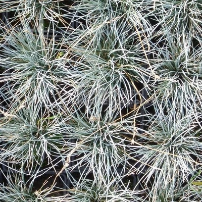 Festuca valesiaca 'Silbersee' – Csenkesz