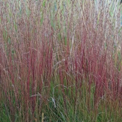 Festuca amethystina 'Walberla' – Lila csenkesz