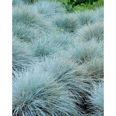 Festuca cinerea 'Blauschwingel' – Csenkesz