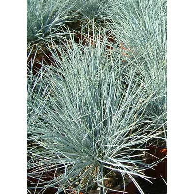 Festuca glauca 'Azurit' – Kék csenkesz