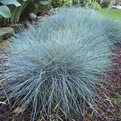Festuca glauca 'Blaufuchs' – Kék csenkesz