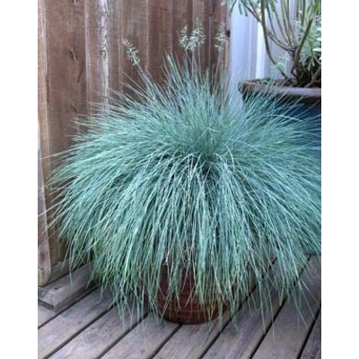 Festuca glauca 'Intense Blue' – Kék csenkesz