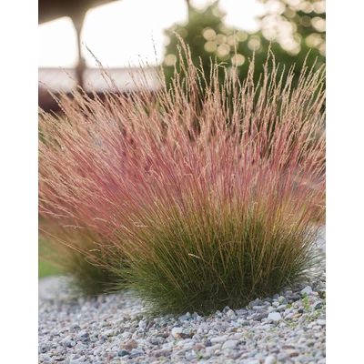 Festuca 'Sunrise' – Csenkesz