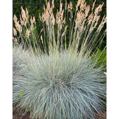 Festuca valesiana 'Glaucantha' – Csenkesz
