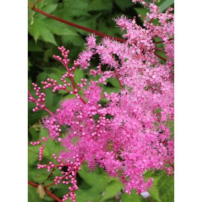 Filipendula 'Kahome' – Legyezőfű