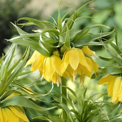 Fritillaria imperialis 'Lutea' – Császárkorona