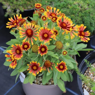 Gaillardia aristata 'Fire Wheels' – Kokárdavirág