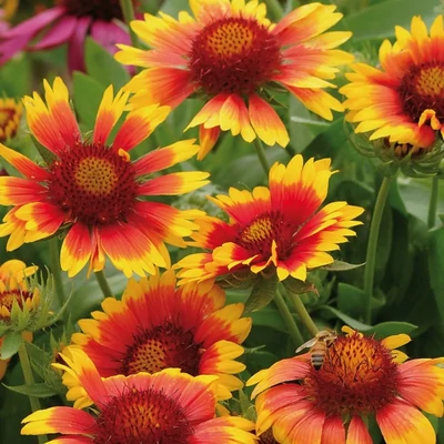 Gaillardia aristata 'Mesa Bright Bicolour Red' – Kokárdavirág