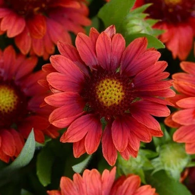 Gaillardia aristata 'Mesa Red' – Kokárdavirág