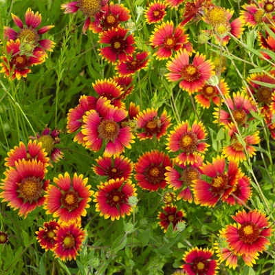 Gaillardia pulchella – Kokárdavirág