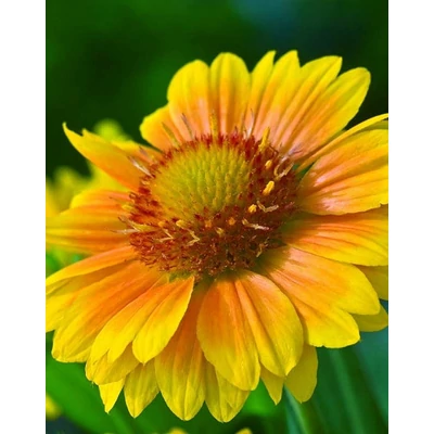 Gaillardia aristata 'Arizona Apricot' – Évelő kokárdavirág
